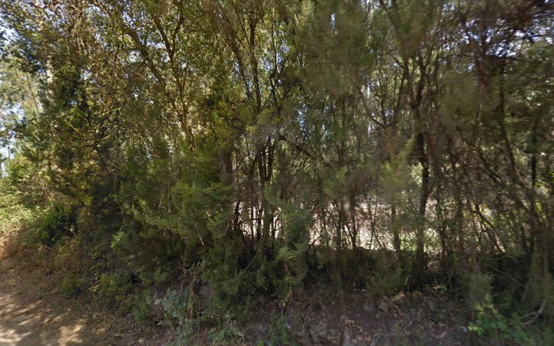 Negocio Residencia Canina Brando Paradise