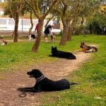 Residencia Canina Cadiz (Adiestramiento Canino El Almendral)(Incineración De Mascotas Animales Cádiz) – Guardería Canina en Puerto Real