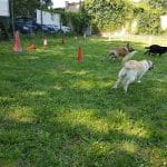 Residencia Canina Campdura – Guardería Canina en Campdorà