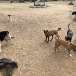 Residència Canina Can Hash – Guardería Canina en Tarragona