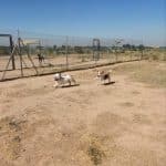 Residència Canina Can Natura – Guardería Canina en Bellpuig