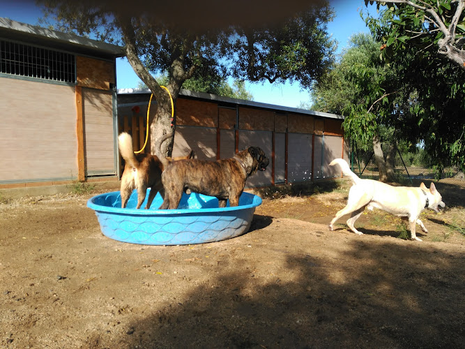 Negocio Residencia Canina Can Olivera