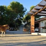 Residència Canina Can Xavi – Guardería Canina en Rubí