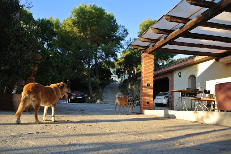 Residència Canina Can Xavi