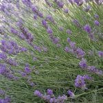 Residencia Canina Carpe Diem – Guardería Canina en Toledo