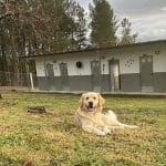 Residencia Canina & Centro De Cría 