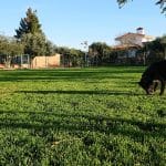 Residencia Canina Cliveal – Guardería Canina en Aceuchal