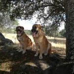 Residencia Canina Como En Casa – Guardería Canina en Madrid