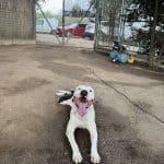 Residencia Canina Daycan – Guardería Canina en Cardedeu