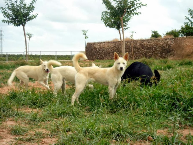 Negocio Residencia Canina De Pichera