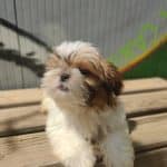 Residencia Canina Del Xiquet – Guardería Canina en Torrent