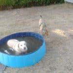Residencia Canina Do Castelo – Guardería Canina en Esgos