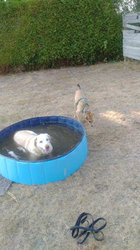 Negocio Residencia Canina Do Castelo