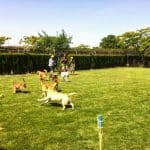 Residencia Canina Don Perro Y Doña Gata – Guardería Canina en Zaragoza