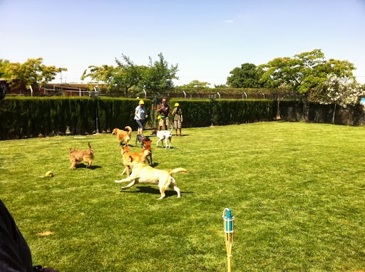 Negocio Residencia Canina Don Perro Y Doña Gata