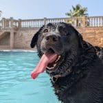 Residencia Canina Ecocan – Guardería Canina en Picassent