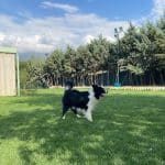 Residencia Canina Educan – Guardería Canina en Brunete