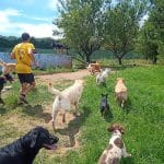 Residencia Canina El Mas – Guardería Canina en Reus