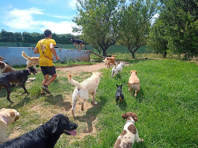 Negocio Residencia Canina El Mas