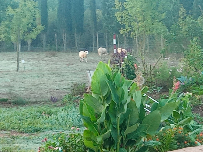 Negocio Residencia Canina El Rocater