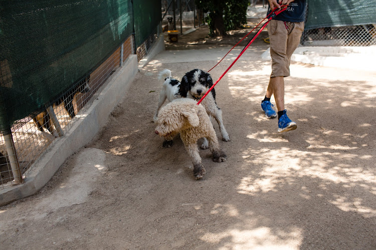 Negocio Residencia Canina El Tomillar