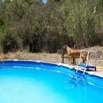 Residencia Canina Els Masets – Guardería Canina en Gelida