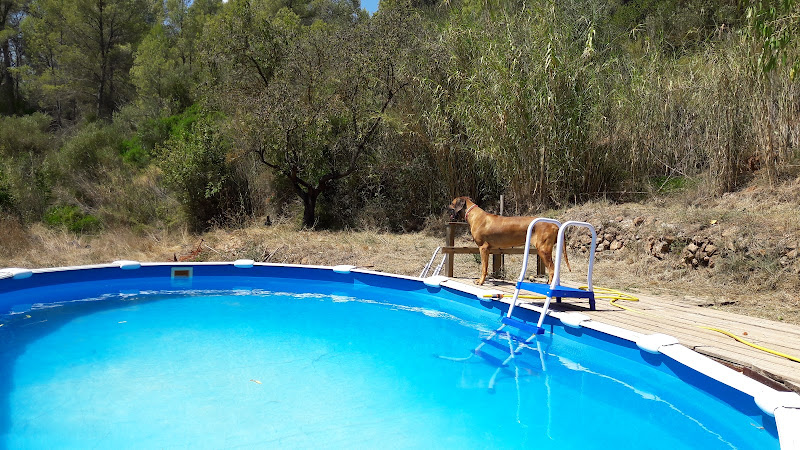 Negocio Residencia Canina Els Masets
