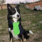 Residencia Canina En Madrid Y Agility - Mi Perro 10 – Guardería Canina en El Molar