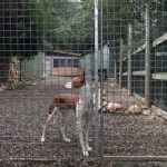 Residencia Canina Fontfreda – Guardería Canina en Gelida