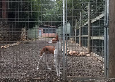 Negocio Residencia Canina Fontfreda