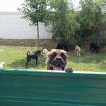 Residencia Canina Happy Dogs – Guardería Canina en Zaragoza