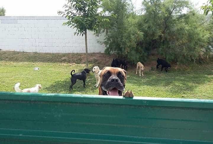 Negocio Residencia Canina Happy Dogs
