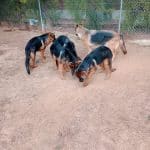 Residencia Canina Helen Keller – Guardería Canina en Vilamarxant