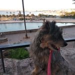 Residència Canina I Felina
