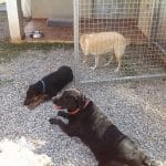 Residencia Canina Idefix – Guardería Canina en la Vall d'Uixó