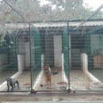Residencia Canina Kennel Sahara – Guardería Canina en Alcalá de Guadaíra