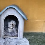Residencia Canina La Aldea – Guardería Canina en Roche