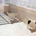 Residencia Canina La Nahora – Guardería Canina en Valencia