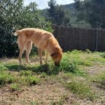 Residència Canina La Sentiu – Guardería Canina en Barcelona