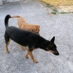 Residencia Canina Lar Do Belelle – Guardería Canina en Fene