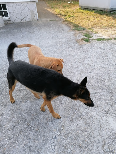 Negocio Residencia Canina Lar Do Belelle