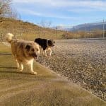 Residencia Canina Las Merindades - Criadero De La Mazorra – Guardería Canina en Salazar