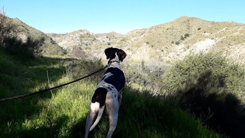 Negocio Residencia Canina Leco - Kennels Boarding Cantoria