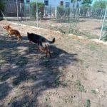 Residencia Canina Los Alcores – Guardería Canina en El Viso