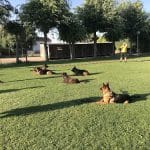 Residencia Canina Madrid Andreas Paddock – Guardería Canina en Arganda del Rey