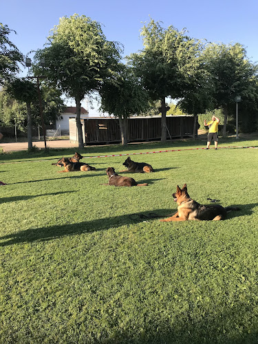 Residencia Canina Madrid Andreas Paddock