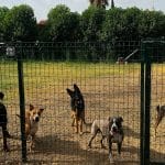 Residencia Canina Málaga Can Resort – Guardería Canina en Málaga
