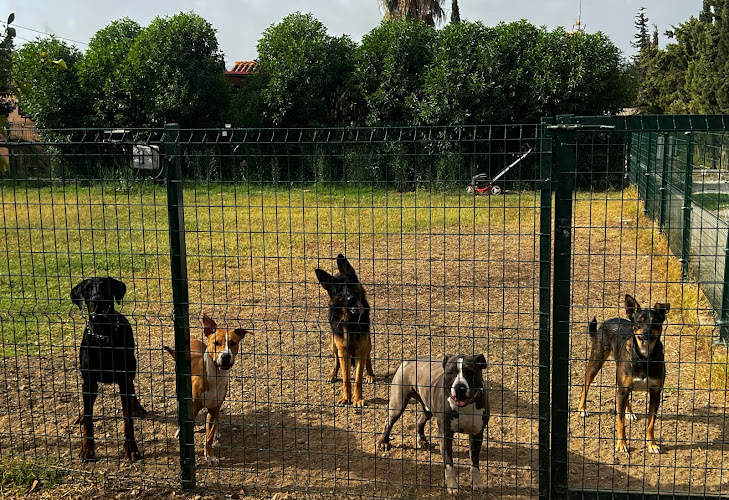 Negocio Residencia Canina Málaga Can Resort