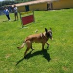 Residencia Canina Malilupus – Guardería Canina en Venta la Rubia
