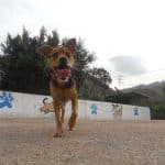 Residencia Canina Marina Dog – Guardería Canina en Santa Cruz de Tenerife